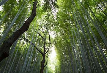 竹林